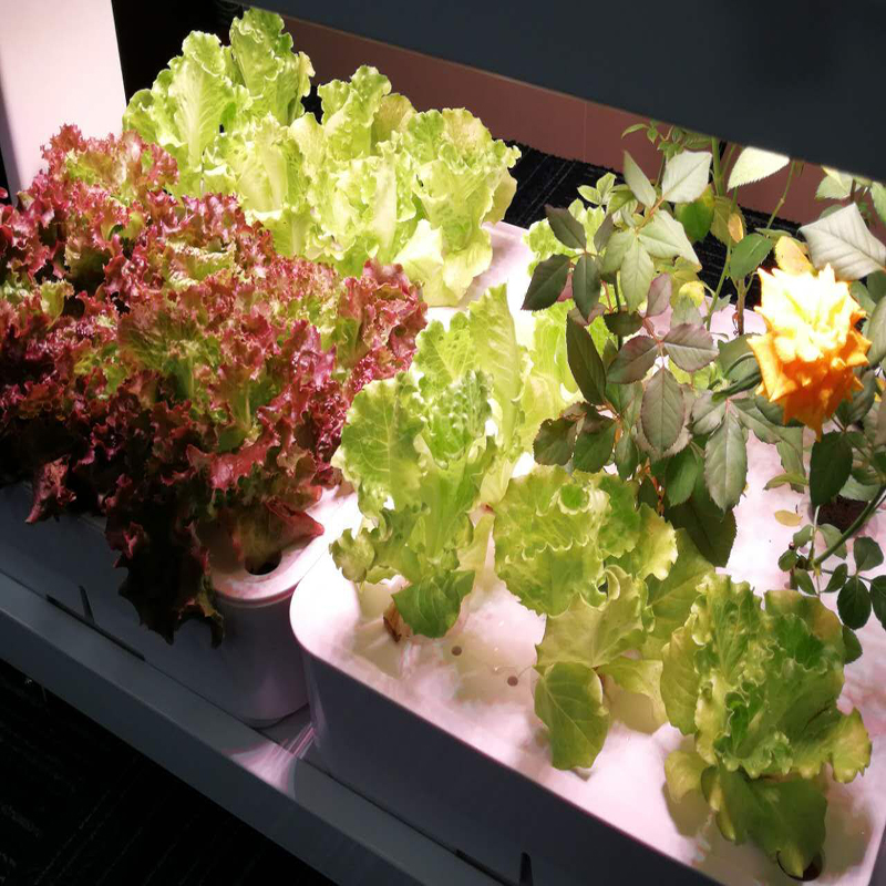 Indoor Home Smart Herb Garden  - Aquaponics Home Kit avaliação e preço